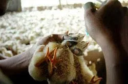 Cần có chiến lược toàn cầu chống dịch cúm gia cầm