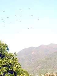 Những cánh vạc ở Nha Trang