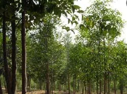 Khuyến khích các doanh nghiệp đầu tư trồng rừng