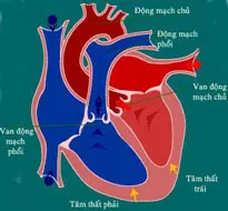 Sẽ có vaccin ngừa bệnh tim