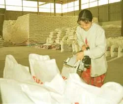 Không ký tiếp hợp đồng xuất khẩu gạo đến cuối năm