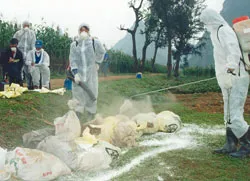 Nỗ lực phòng chống dịch cúm gia cầm