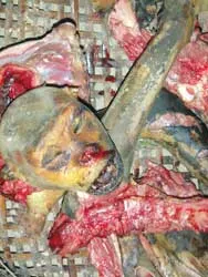 Tiếng kêu vô vọng ảnh 2