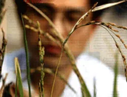 Phản đối trồng lúa biến đổi gien