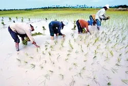 Phản đối phát triển lúa biến đổi gien