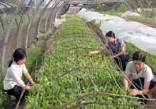 Trồng rau sạch theo quy trình khép kín