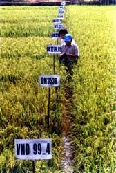 Được mùa, được giá, nhưng chưa bền vững