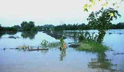 Giải pháp nào giảm bớt thiệt hại?