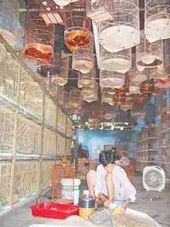 Chim kiểng: không đáng ngại (?!)