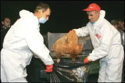 50 nước họp bàn cách đối phó với dịch cúm gia cầm