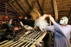 Cấm nuôi và vận chuyển gia cầm ở 21 tỉnh