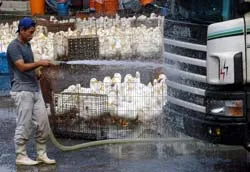 5 nước Đông Nam Á sẽ họp bàn về cúm gia cầm