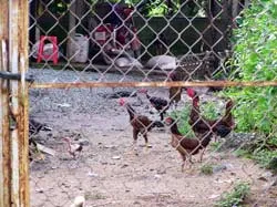 Theo dõi, giám sát chặt diễn biến dịch cúm để xử lý kịp thời