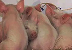 Italia: 14 con lợn nhân bản ra đời