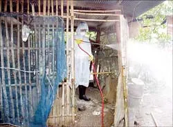 Thế giới nỗ lực phòng chống cúm gia cầm