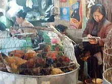 Chưa khẳng định 2 trường hợp tử vong ở Quảng Bình là do cúm gia cầm