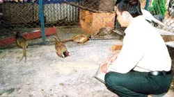 “Cứu tinh” của loài trĩ đỏ