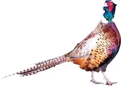 “Cứu tinh” của loài trĩ đỏ ảnh 2