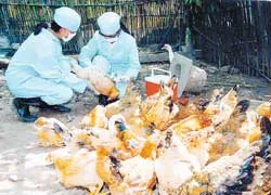 Phương pháp mới điều chế nhanh vaccine chống cúm gia cầm