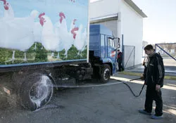 Phát hiện nhiều ổ dịch cúm gia cầm mới