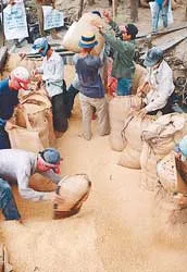 Cần có chương trình dành cho các giống lúa chủ lực phục vụ xuất khẩu