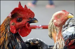 Vẫn còn thờ ơ với H5N1