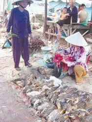 Kiểm soát chặt chẽ, phát hiện dịch kịp thời