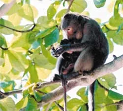 Quần thể voọc đầu trắng ở Cát Bà đang gặp nguy hiểm