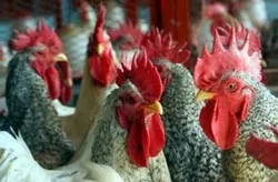 Thống nhất chiến lược phòng chống cúm gia cầm