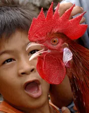 Thêm 3 trường hợp chết do nhiễm cúm gia cầm