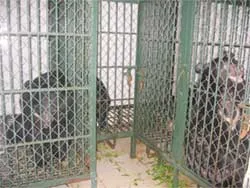 Bất “độc”… bất trượng phu