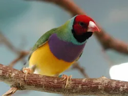 Hàng triệu con chim quý chưa được bảo vệ