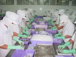 ĐBSCL: Giá tôm sú tăng cao