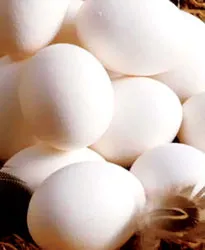 Ăn trứng có an toàn?