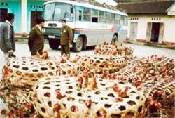 Cấm nhập khẩu gia cầm, chim cảnh vào Việt Nam đến hết 31-3-2006