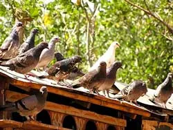 Chỉ diệt bồ câu vô chủ, không tận diệt chim hoang dã