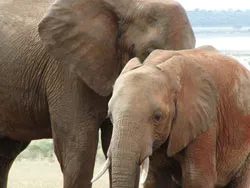 Việt Nam xây dựng 3 vùng bảo tồn voi đặc biệt