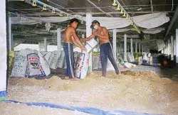 Hiểm họa từ phân gia cầm