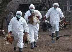 Chim và gia cầm chết hàng loạt