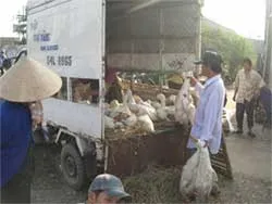 Chỉ còn 10.000 con/ngày