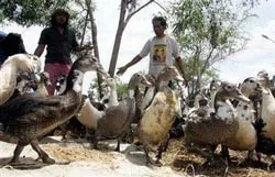 Ban bố tình trạng khẩn cấp dịch cúm gia cầm