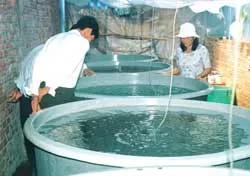 “Bà đỡ” cho tôm càng