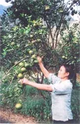 Chuyện “vua rừng” ảnh 2