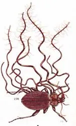 Gia tăng nhu cầu sử dụng chế phẩm từ thảo dược