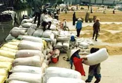 Ký hợp đồng xuất khẩu 200.000 tấn gạo