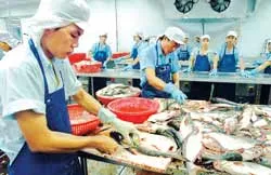 Cá basa Việt Nam chiếm lĩnh thị trường