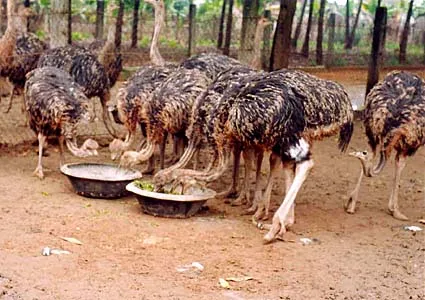 Tạm ngừng xuất khẩu đà điều và gia cầm