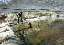 Nuôi cá hồi Bắc Âu ở Sa Pa