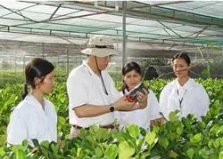 Mít Việt đi Tây