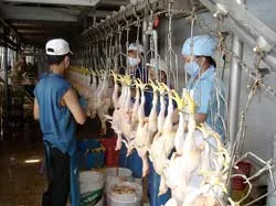 Đắt hàng! ảnh 2